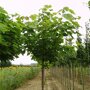 Catalpa bignonioides